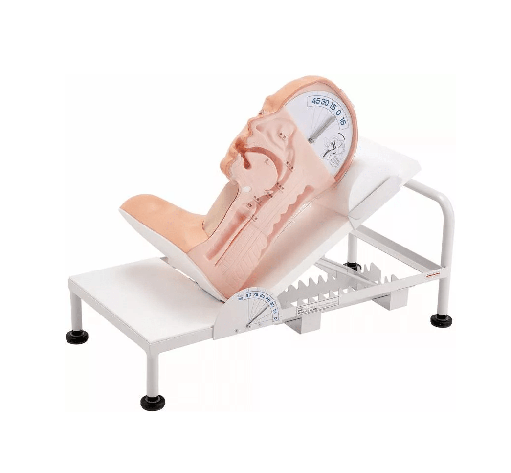 Demonstrationsmodell Schluckmechanismus - Erler - Zimmer